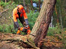 Best Storm Damage Tree Cleanup  in Edmonds, WA