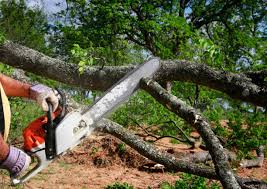 Best Arborist Consultation Services  in Edmonds, WA