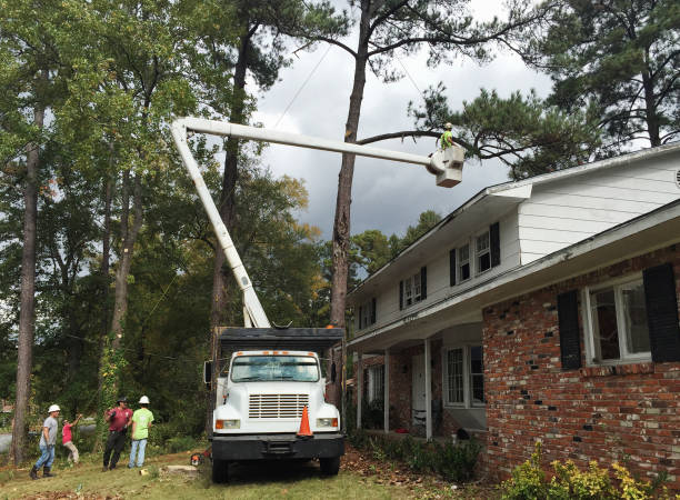 Best Utility Line Clearance  in Edmonds, WA