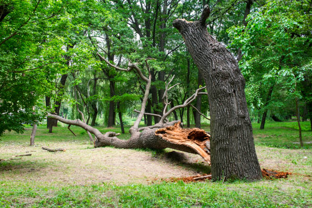 How Our Tree Care Process Works  in  Edmonds, WA