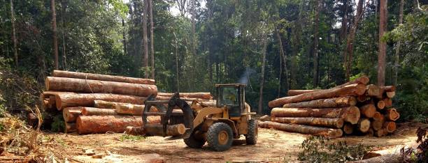Edmonds, WA Tree Care Company