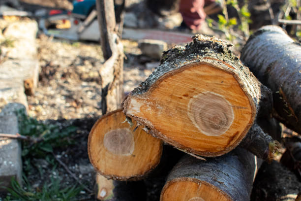 Best Hazardous Tree Removal  in Edmonds, WA