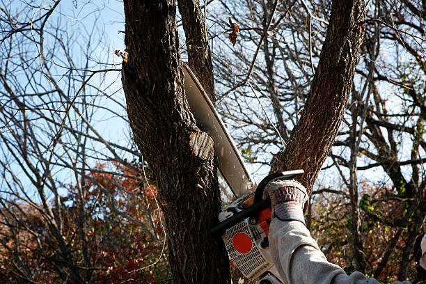 Best Tree and Shrub Care  in Edmonds, WA