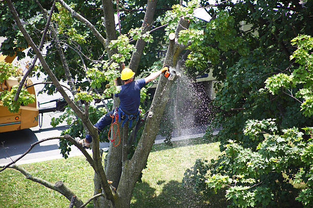Best Tree Disease Treatment  in Edmonds, WA
