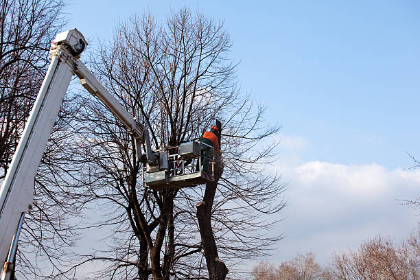 Best Emergency Tree Removal  in Edmonds, WA