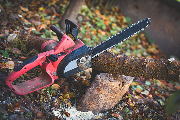 Best Lawn Maintenance Plans  in Edmonds, WA