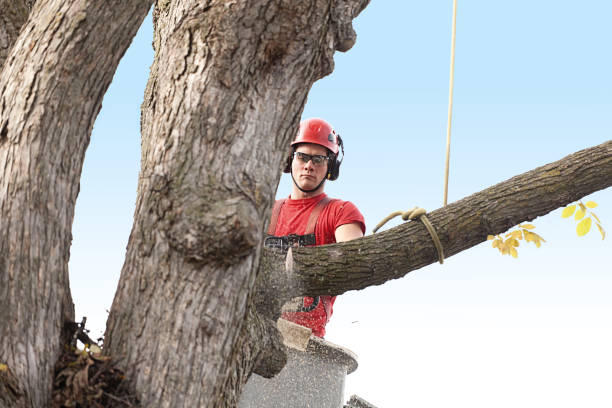 Best Tree Maintenance Programs  in Edmonds, WA