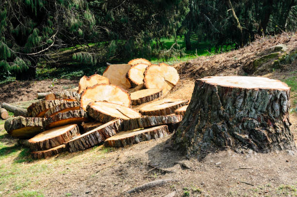 Best Fruit Tree Pruning  in Edmonds, WA